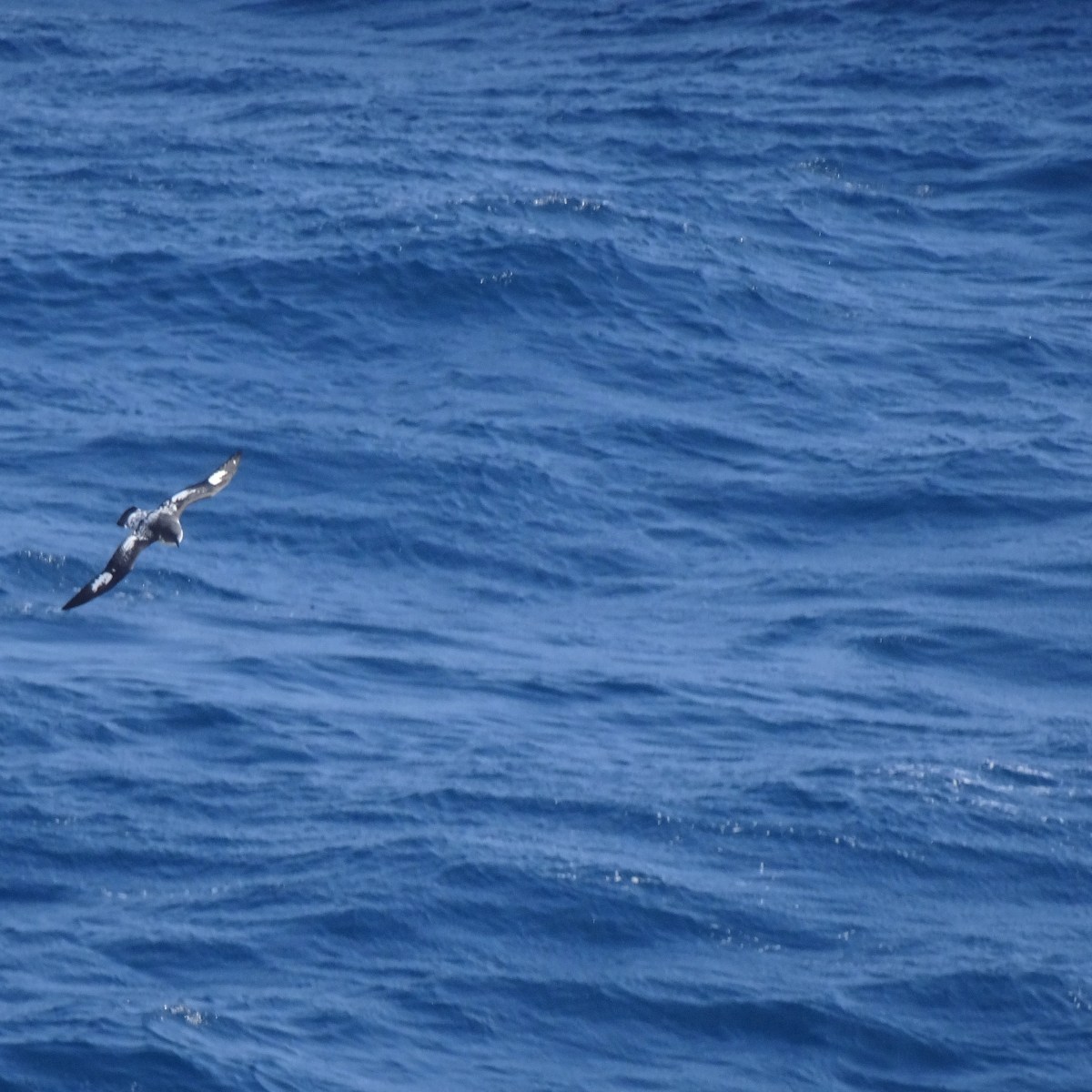 A WHALE of a time sailing to Falklands Islands – Sea Day 1 of&nbsp;2