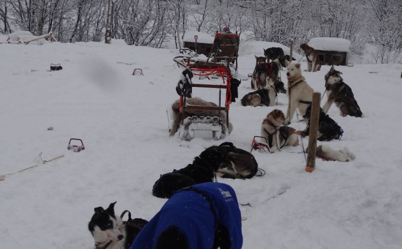 Dog sledding