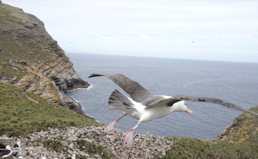 “Even if you don’t like birds, you’ll fall in love with them tomorrow” – Luciano – West Point Island&nbsp;briefing
