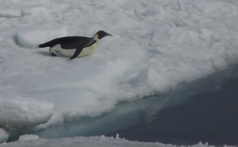 Antarctic Sound – Tabular icebergs, Sea ice and Emperor&nbsp;Penguin(s)