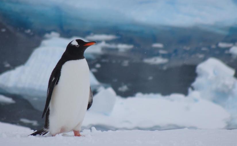 Gentoos @ Danco and “Waiting for Xmas” at Port&nbsp;Lockroy
